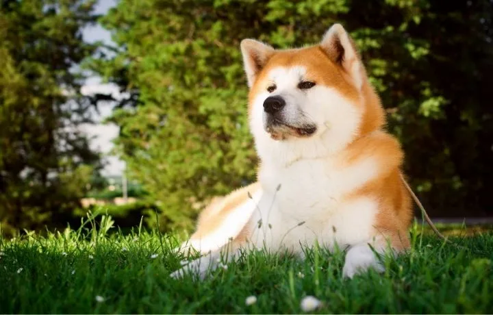 akita