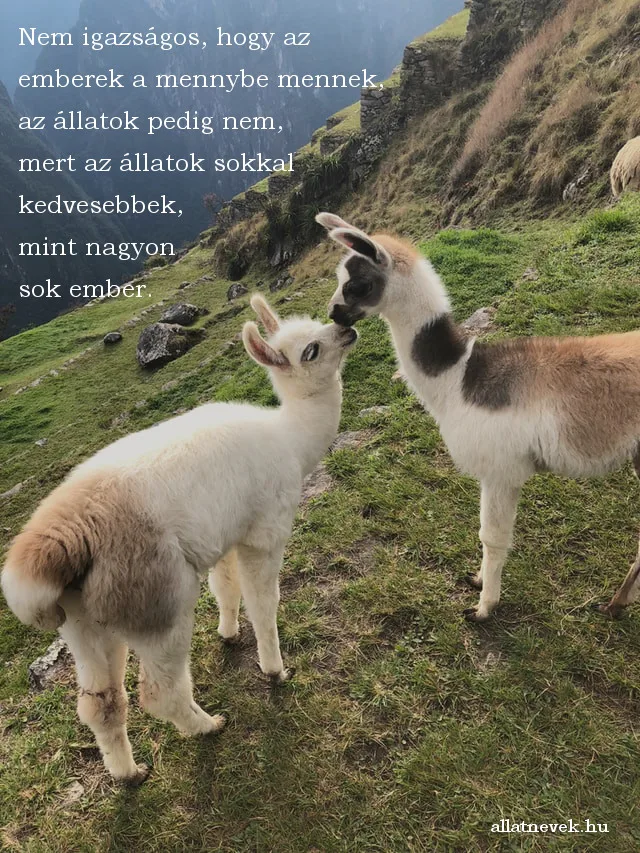 állatos idézet, mennybe megy