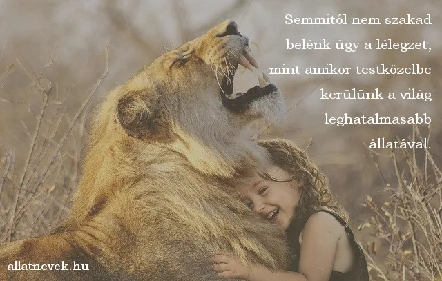 állatos idézet, oroszlán