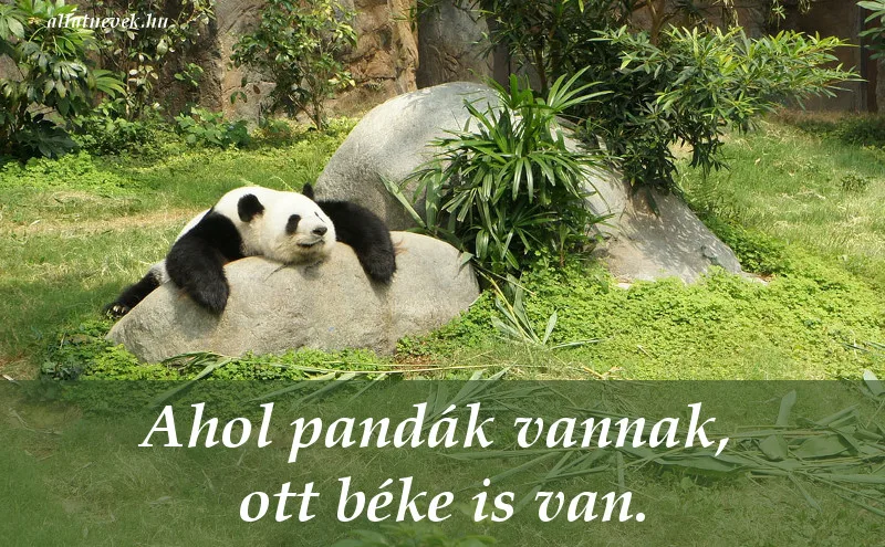 állatos idézet, panda