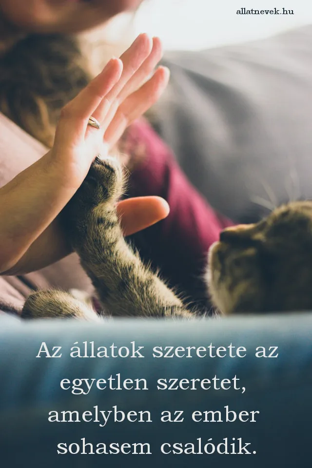 állatos idézet, szeretet, macska
