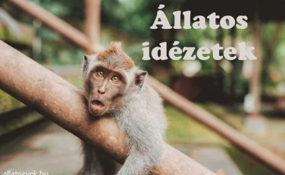 állatos idézetek, állatszeretet idézetek