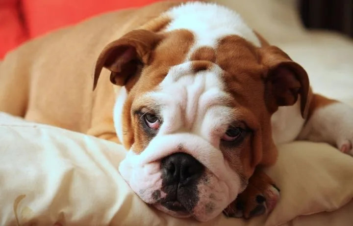 angol bulldog