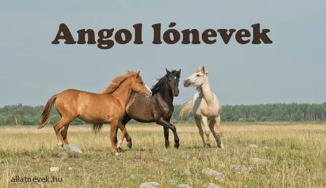 angol lónevek