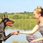 aranyos dobermann kezet fog