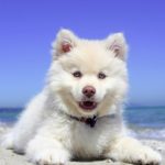 aranyos fehér kutya