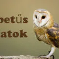 b betűs állatok