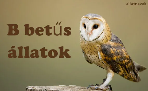 b betűs állatok