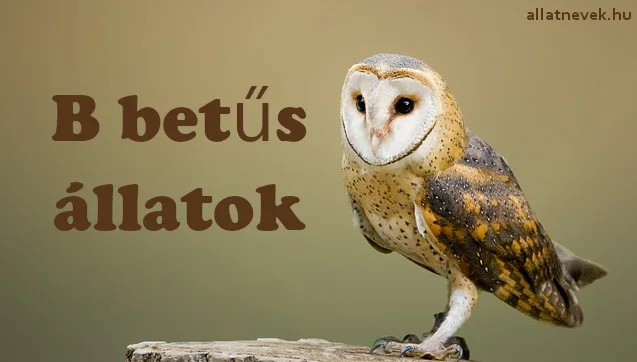 b betűs állatok