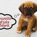 beszélő kutyás filmek