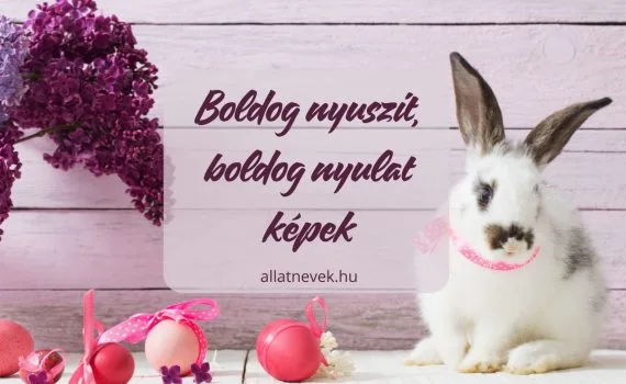 boldog nyuszit boldog nyulat képek