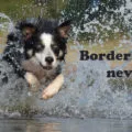 border collie nevek