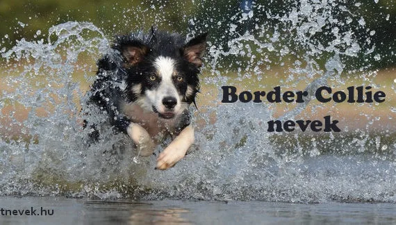 border collie nevek