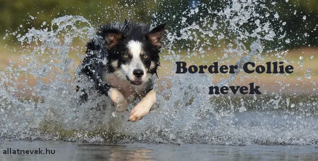 border collie nevek