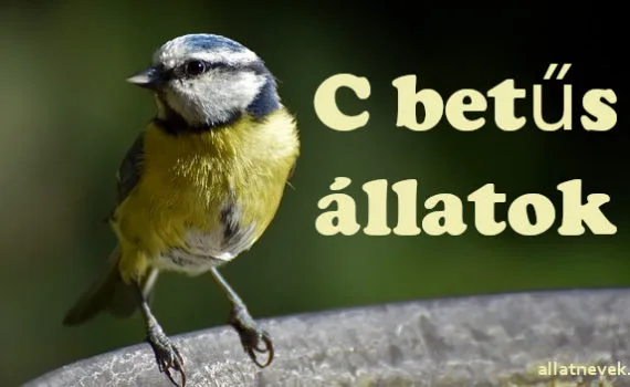 c betűs állatok