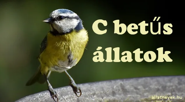 c betűs állatok
