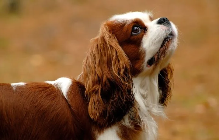 cavalier king charles spániel