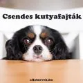 csendes kutyafajták