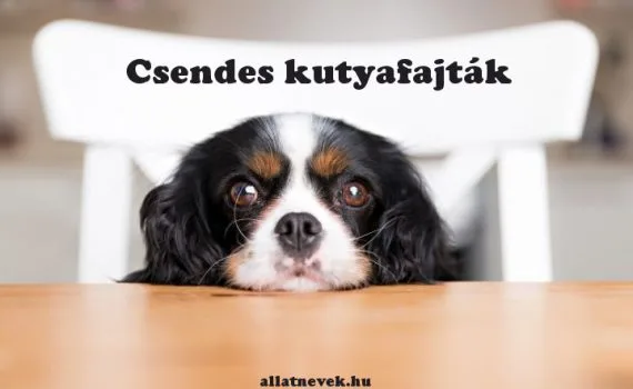 csendes kutyafajták