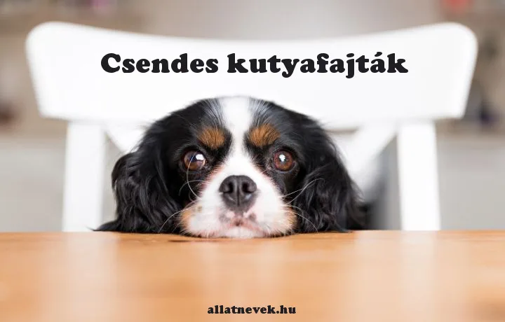 csendes kutyafajták