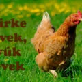 csirke nevek, tyúk nevek