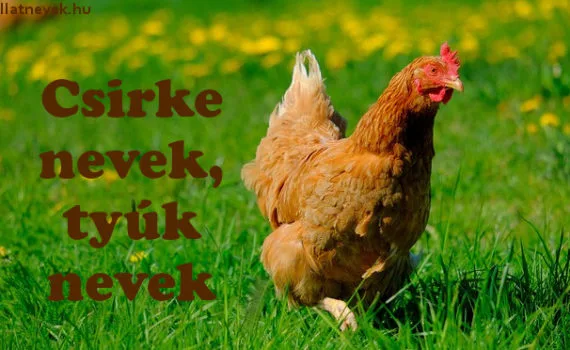 csirke nevek, tyúk nevek