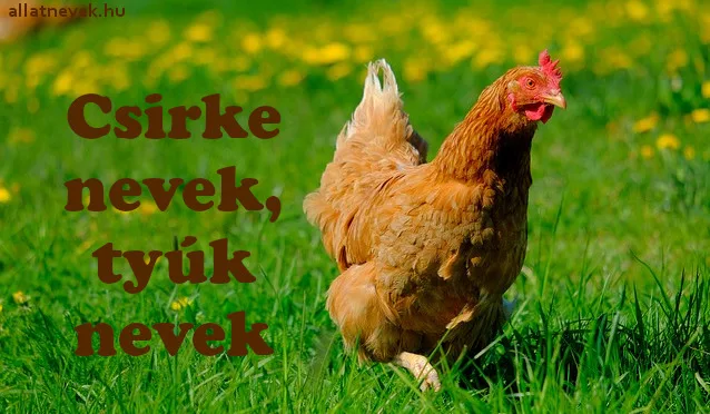 csirke nevek, tyúk nevek