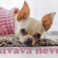 csivava nevek