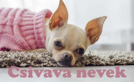 csivava nevek