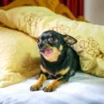 cuki csivava kilóg a nyelve