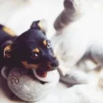 cuki kiskutya macival