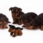 cuki kutyakölyök játékkal