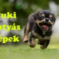 cuki kutyás képek