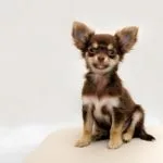 cuki szőrös csivava