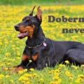 dobermann nevek