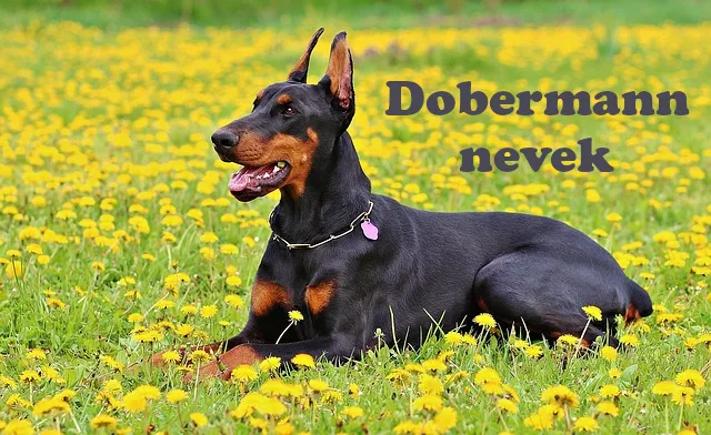 dobermann nevek