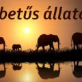 e betűs állatok