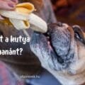 ehet a kutya banánt