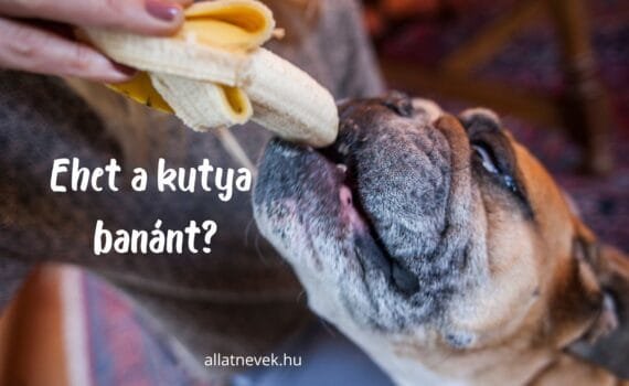 ehet a kutya banánt