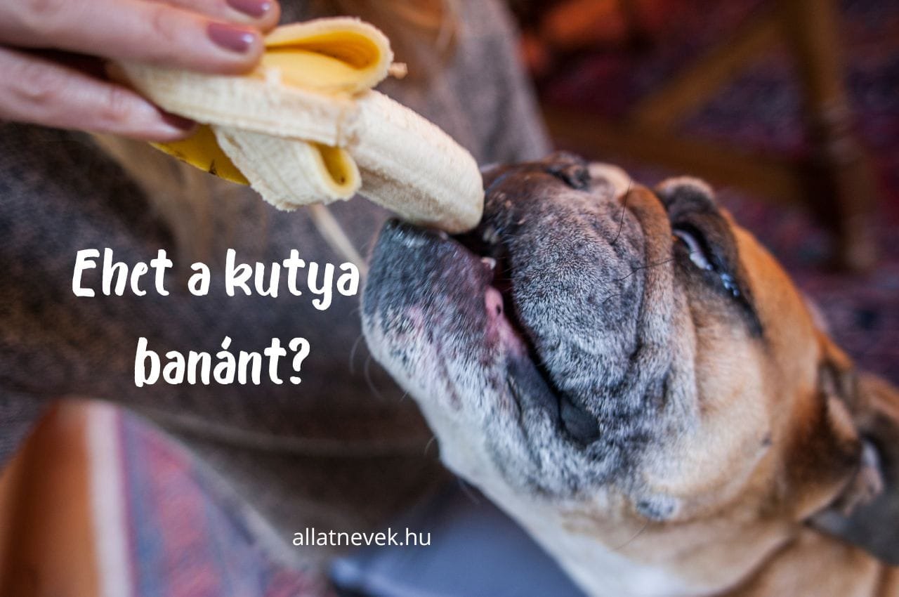 ehet a kutya banánt