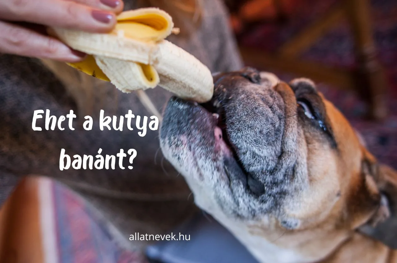ehet a kutya banánt
