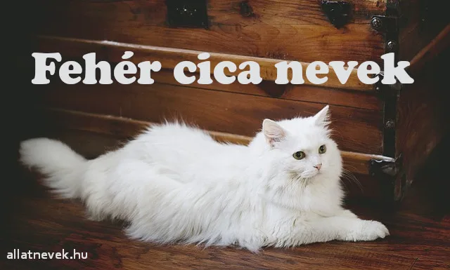 fehér cica nevek, fehér macska nevek