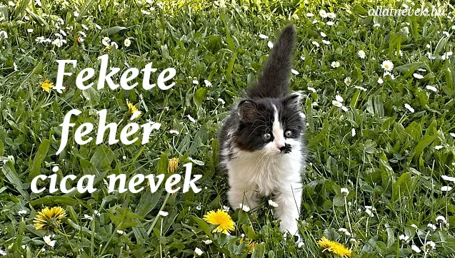 fekete fehér cica nevek