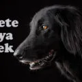 fekete kutya nevek