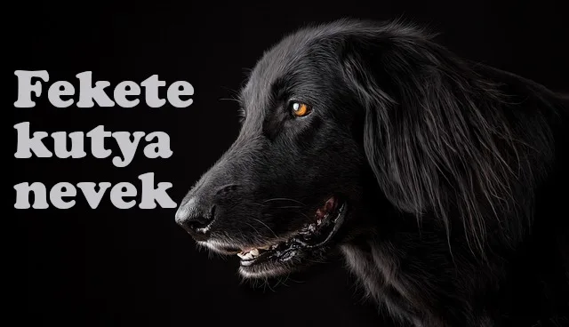 fekete kutya nevek