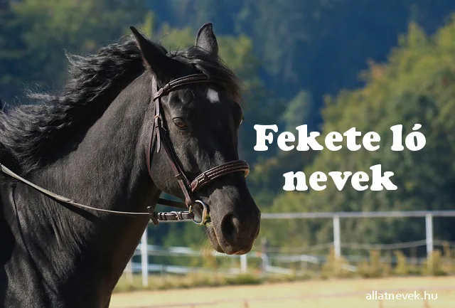 fekete ló nevek