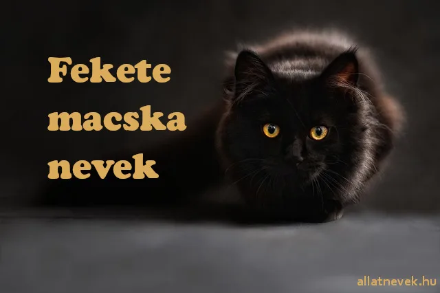fekete macska nevek