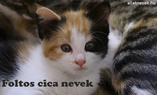 foltos cica nevek, foltos macska nevek
