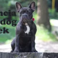 francia bulldog nevek