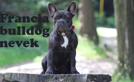 francia bulldog nevek